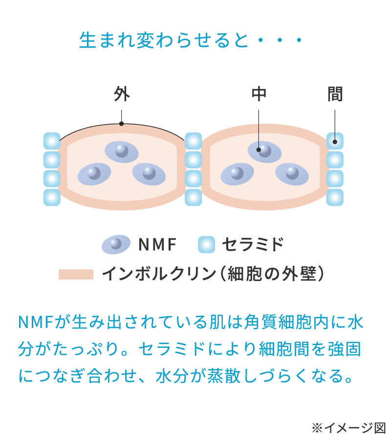 インボルクリン角層細胞外 NMF角層細胞内 セラミド角層細胞間